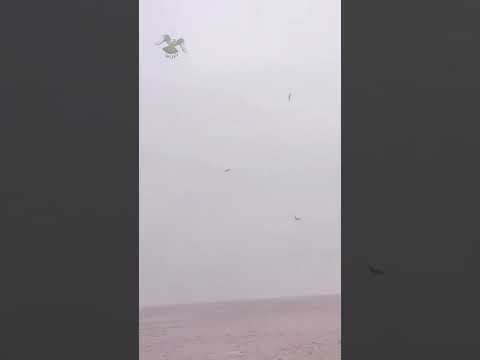 هدد باز ما شاء الله سرعة فائقة مقناص 2025 صيد صقر قنص مقناص هدد شيهانه طير حر