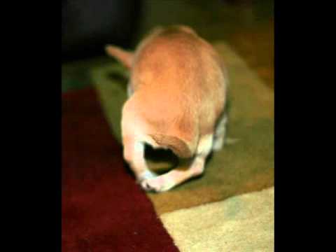 chihuahua knee surgery cost