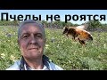 Пчелы не роятся!