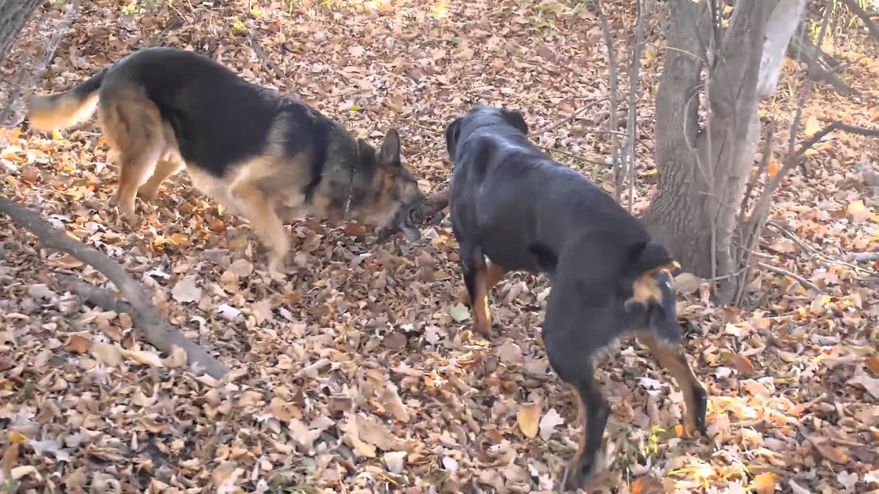 Rottweiler vs German Shepherd - who will get the stick? RE-MATCH! - YouTube