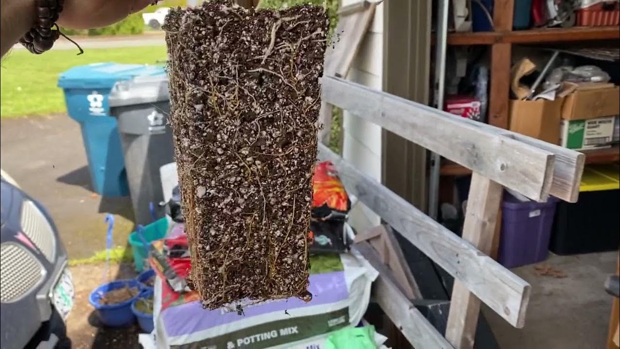 Up potting figs from 4x9 tree pots YouTube