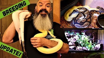Update over het fokken van de balpython: broedseizoen van de slang 2021