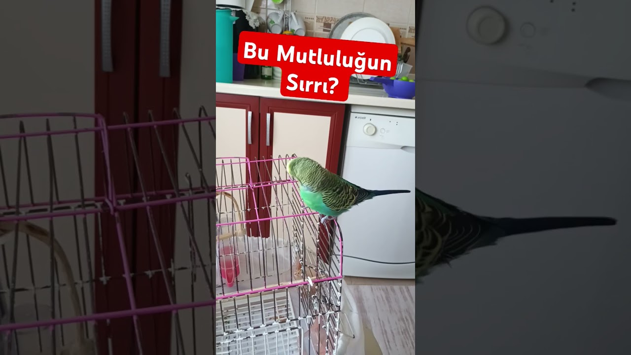 Ödül Mamasından sonra Kuşumun Mutluluğu Patladı! 🐦 #birds #parrot #muhabbetkuşu  #budgies