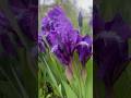 Успевайте замечать красивое 💜 #цветы #ирисы #ирис #последождя #flowers #afterrain #flower
