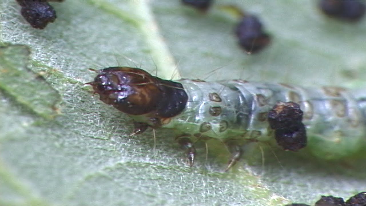 목화명나방 과찰!! Observation of the cotton moth YouTube