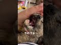 【保護猫】愛情が勝る瞬間がたまらなく尊い#shorts #short