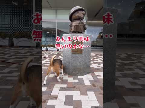 ママのしらない...那須キャンプ #ビーグル #いぬ #いやし #ケンシロウ #犬のいる暮らし #キャンプ #dog #beagle #那須 #佐野SA