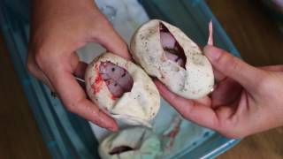 Celebrity Ball python Clutch #1 2016 Net Worth