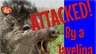 I was nearly eaten by a Javelina!!