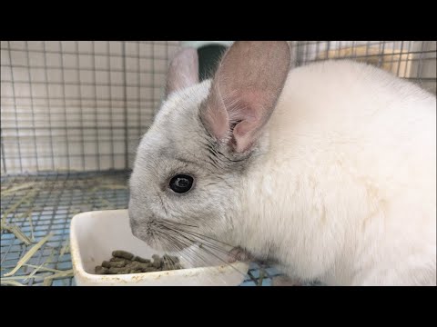 チンチラ ᐢ.  ̫.ᐢ │ 垂れ流しライブ配信 │ 2026.2.5