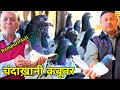       rampuri chanda khani kabootar bhi dekh lo  jaipur tonk pigeons