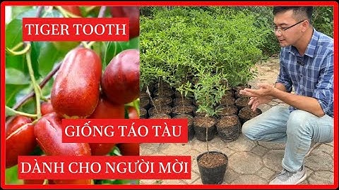 Cây Táo Tàu Tiger Tooth | Giống Táo Tàu Dành Cho Người Mới Trồng ! Đt/Zalo 092.391.6866