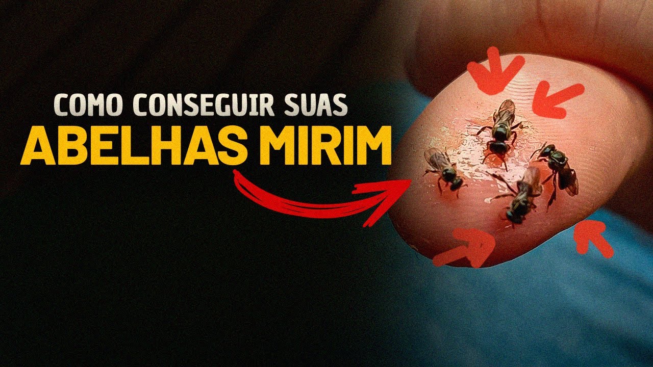 Como CONSEGUIR suas COLÔNIAS de MIRINS!🐝