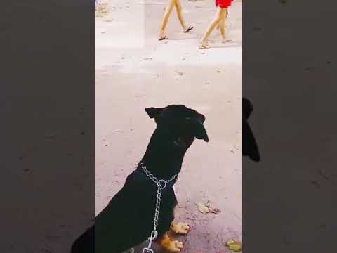 Dog behavior and correction