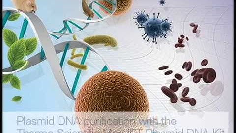 Plasmid DNA Purification