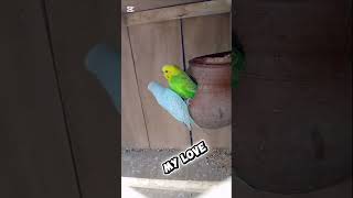 Beautiful Budgies Parrot Pair 🦜 | Cute Love Birds | Budgerigar Pair Video in HD