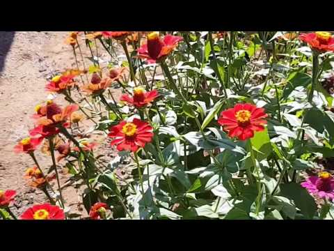 Vídeo: Zinnia é uma flor de verão?
