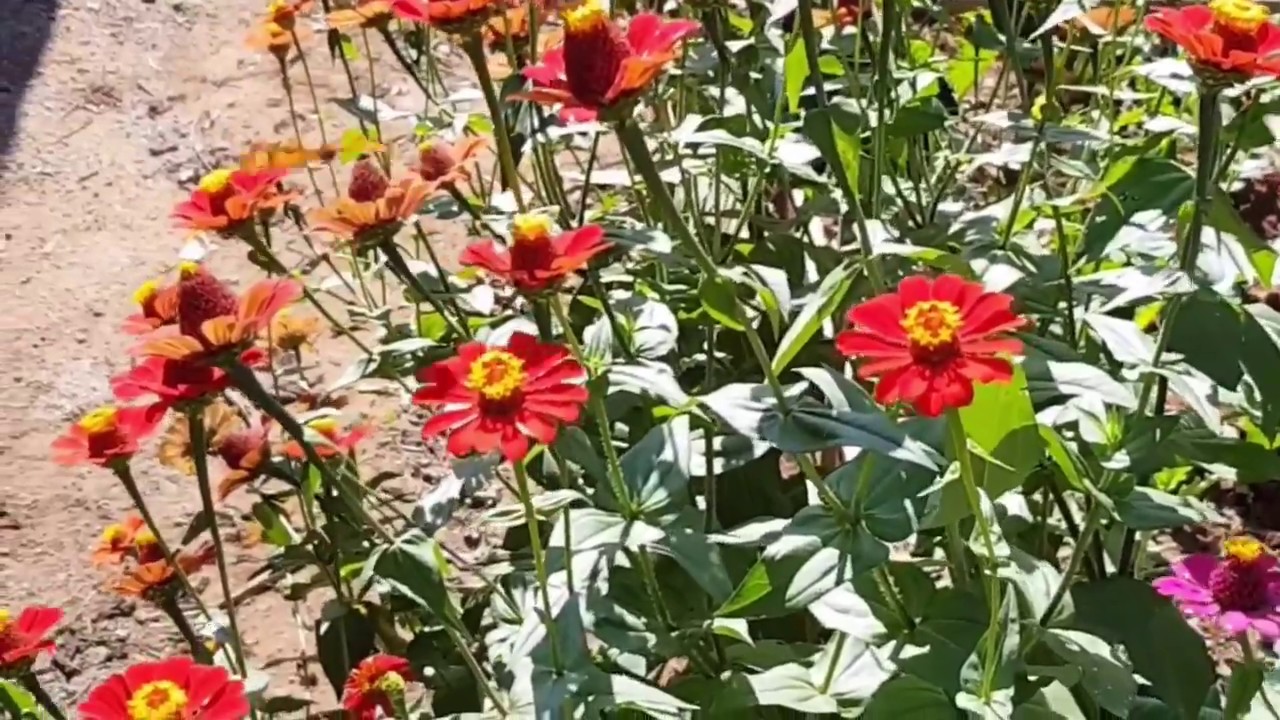 Zinia (zinnia) - Família Asteraceae | Blog das Flores