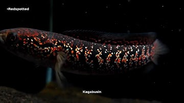 Cá lóc Trân châu ngũ sắc - Channa Redspotted