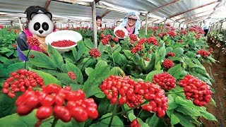 Asia Ginseng Farming and Harvesting - Amazing Korea Agriculture Farm