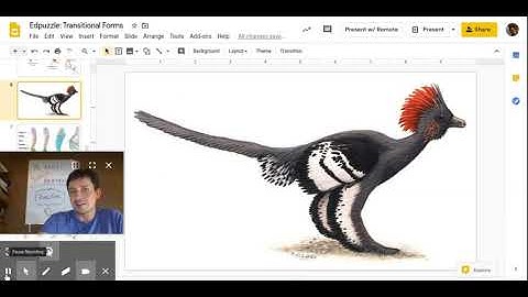 Evolution: Transitional Forms & Comparative Anatomy