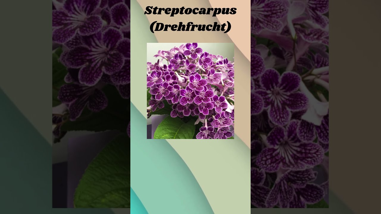 streptocarpus drehfrucht auch bitteStreptocarpus: Die Drehfrucht