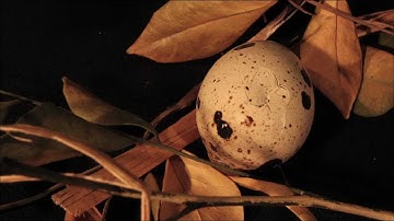 RMIT Time-based Media course - Stop Motion Concept Video - 2012