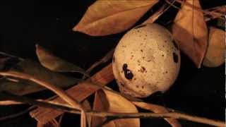 RMIT Time-based Media course - Stop Motion Concept Video - 2012