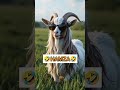 Goat Calling Name HAMZA In Funny Style Foryou Funny Fyp Fypviral Viral