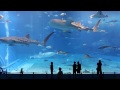 Самый большой аквариум в мире / The largest aquarium in the world