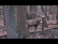 Fransien Fraanje Overwintering van hert Hubertus op de Hoge Veluwe  Movie