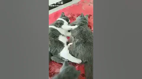 Video 1721031: oriental shorthair cat, american shorthair cat, tonkinese cat somali, korat cat, cat turkish, shorthair brown, somali cat havana