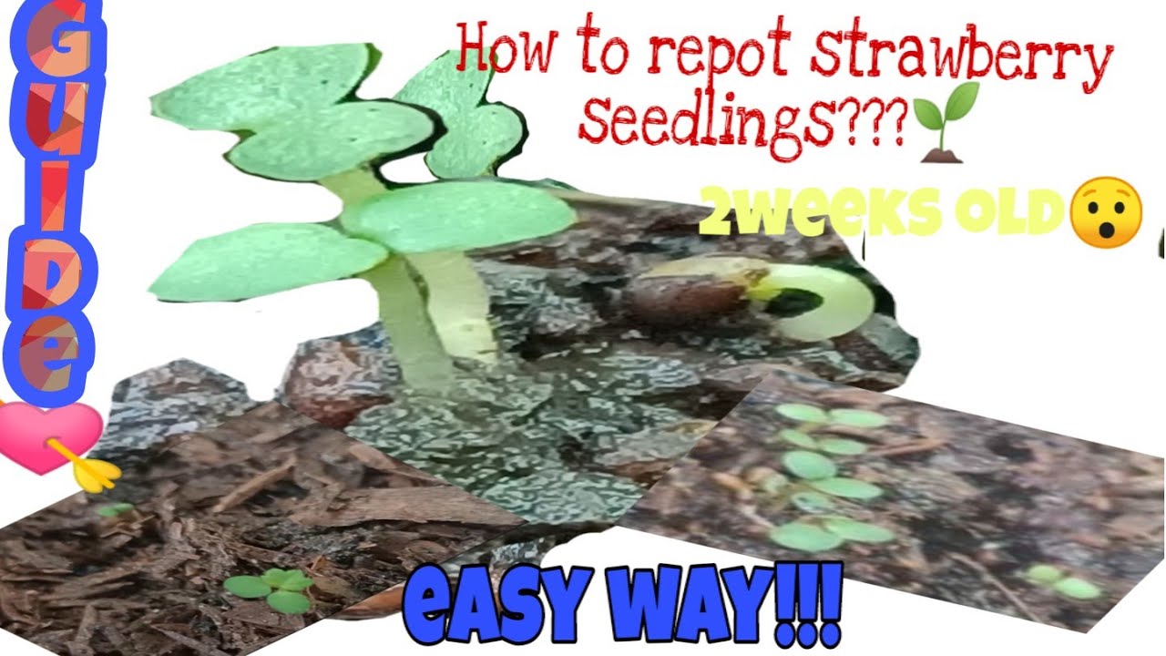 How to repot strawberry seedlings?💯🍓🌱 YouTube