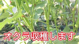 【家庭菜園】オクラがついに収穫サイズまで育ちました!見守ってくださっている方はご存知の通りアブラムシの発見がおくれ重症だったオクラです!シンプルにお浸しにして楽しみました! 【家庭菜園】オクラがついに収穫サイズまで育ちました!見守ってくださっている方はご存知の通りアブラムシの発見がおくれ重症だったオクラです!シンプルにお浸しにして楽しみました!
