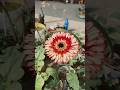 How to grow gerbera from seeds?#gerbera#flower#plants#gardenplants#youtubeshorts#nature#shortvideo