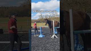Vorbereitung für das Verladen im Pferdeanhänger ❤️ Engpasstraining #horsemanship #libertyhorse