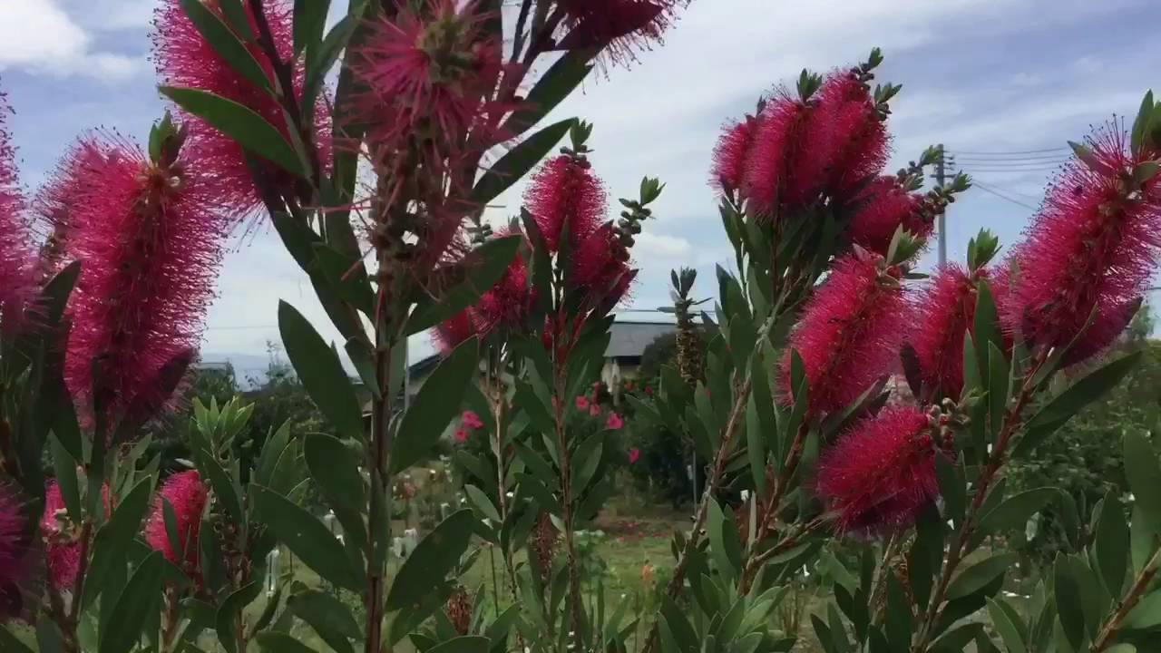 まるおの母 まるこの庭 16 10 04 赤いボトルブラシのような花が咲く 秋のブラシノキ Youtube