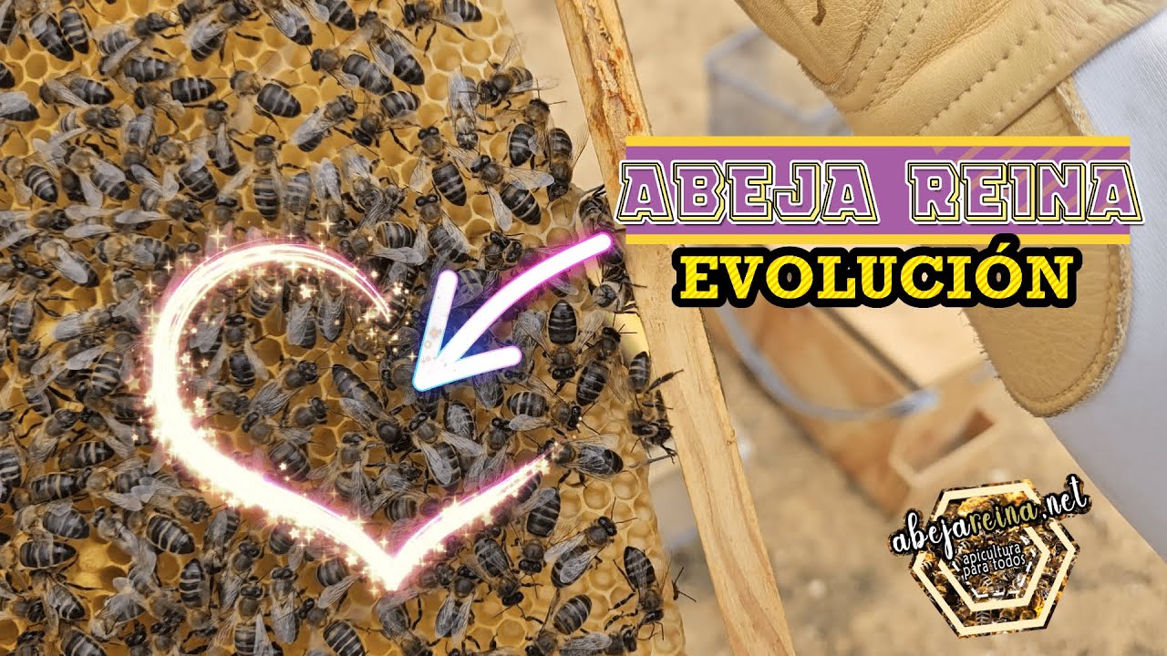 🚀 La Evolución de un Núcleo de Abejas Reforzado 🐝🍯 | ¡Con Cuadro de Abejas y Alimento Líquido! 🌼