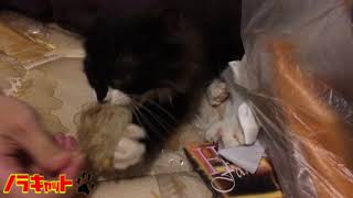 絶対に渡さないぞ!!黒ネコの可愛い反抗