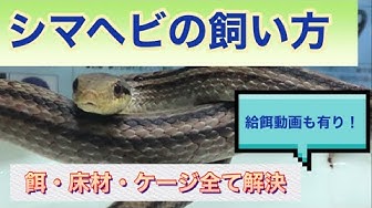 シマヘビ Youtube