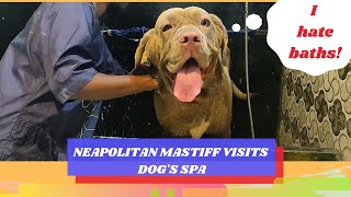 Grooming my Neapolitan Mastiff  | Taking dog to a salon | Dog grooming