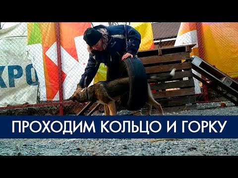 Дрессировка собак - снаряды горка и кольцо | Фонд Умка