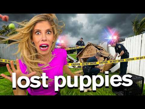 Who Stole My Puppies