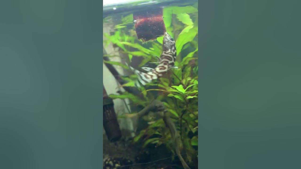 My Pet Fish Getting Food animals aquarium fish YouTube my-pet-fish-getting-food-animals-aquarium-fish-youtube
