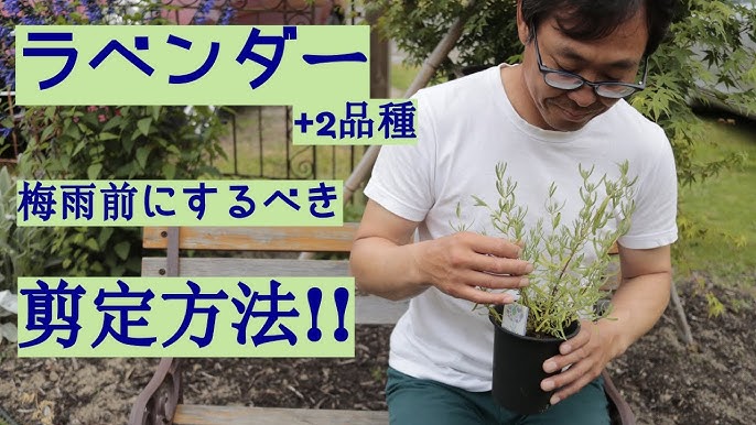 ラベンダーの剪定 Youtube ラベンダーの剪定 Youtube