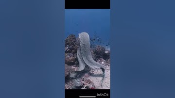 سورة الغاشية ، الشيخ وديع اليمني .  Сура Гащия .