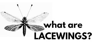 What Are Lacewings?