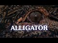 Alligator \ Аллигатор