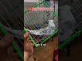 Cockatiel Singing Male Miss Marking Butterfly #cockatiel #birdfreaks #birds #butterfly #parrot #reel