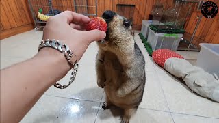 I gave Marmot a strawberry